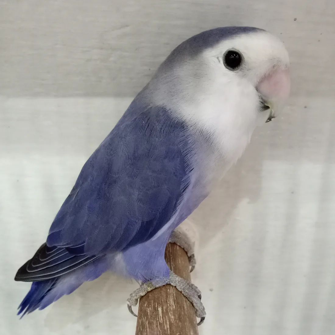 Agapornis roseicollis de cara blanca y cuerpo lavanda, identificado por su autor como whiteface violeta