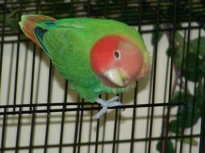 Agapornis roseicollis verde de cara roja posado en una jaula, identificado por su autor como opalino con un factor violeta