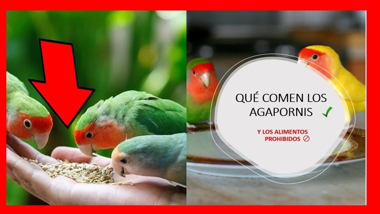 Miniatura del vídeo Qué comen los Agapornis