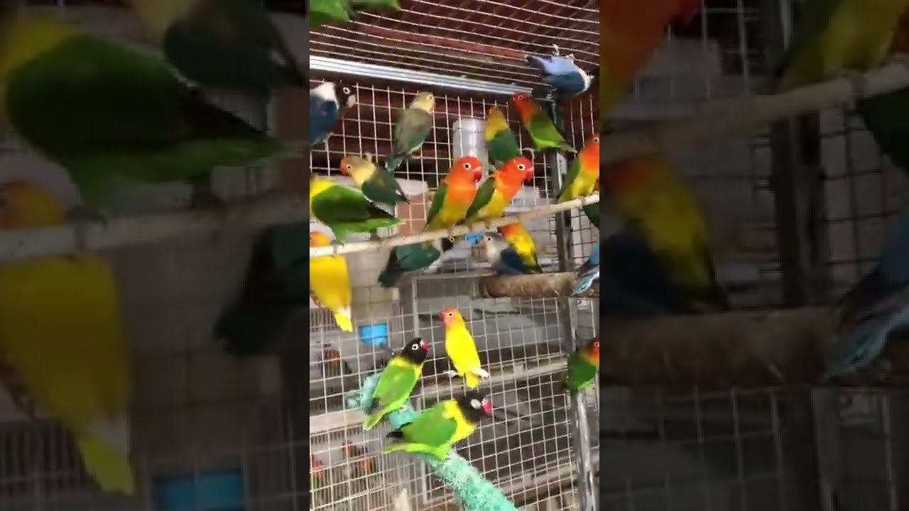 Miniatura del vídeo Un grupo de agapornis cantando