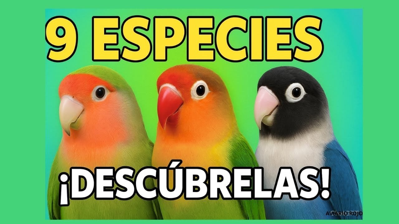 Miniatura del vídeo Las 9 especies de Agapornis
