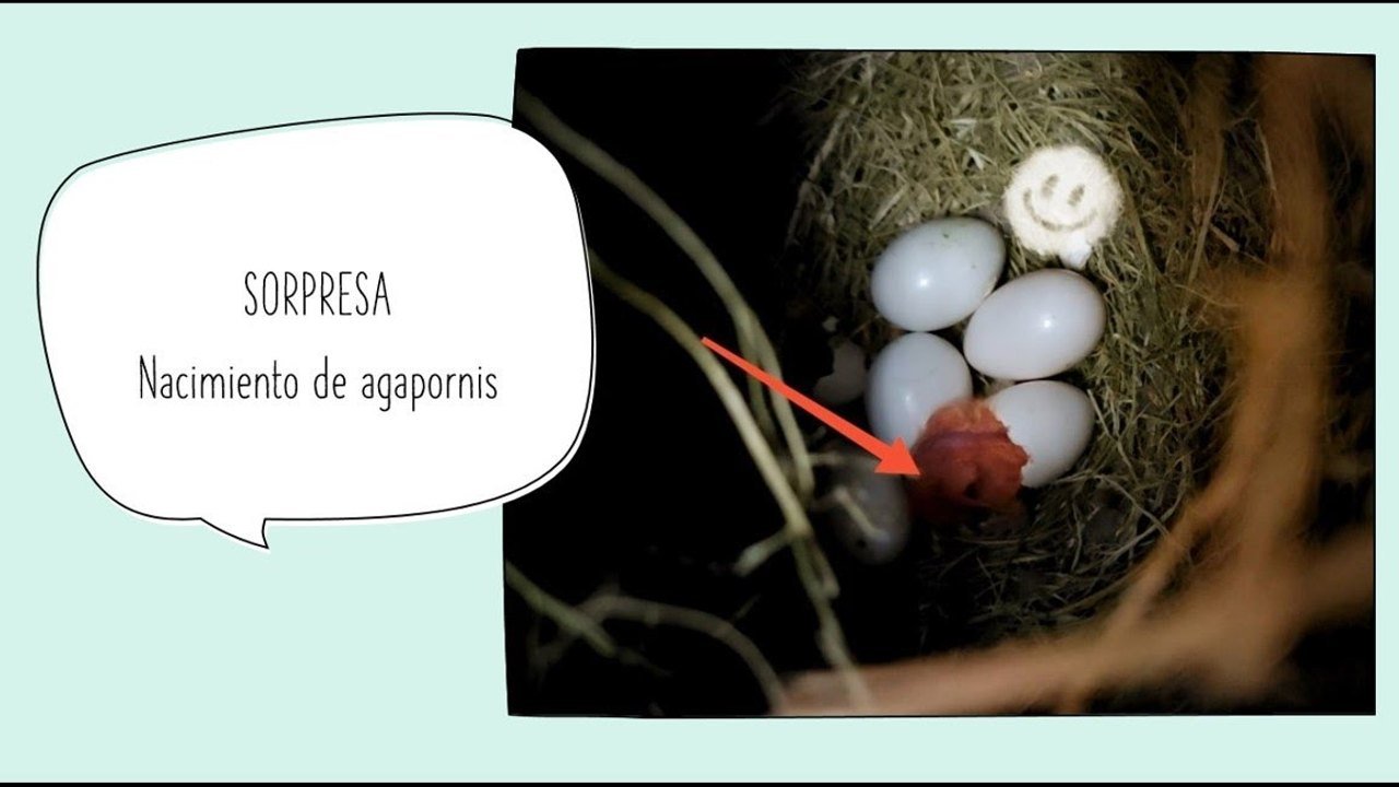 Miniatura del vídeo Asistimos al nacimiento de un Agapornis