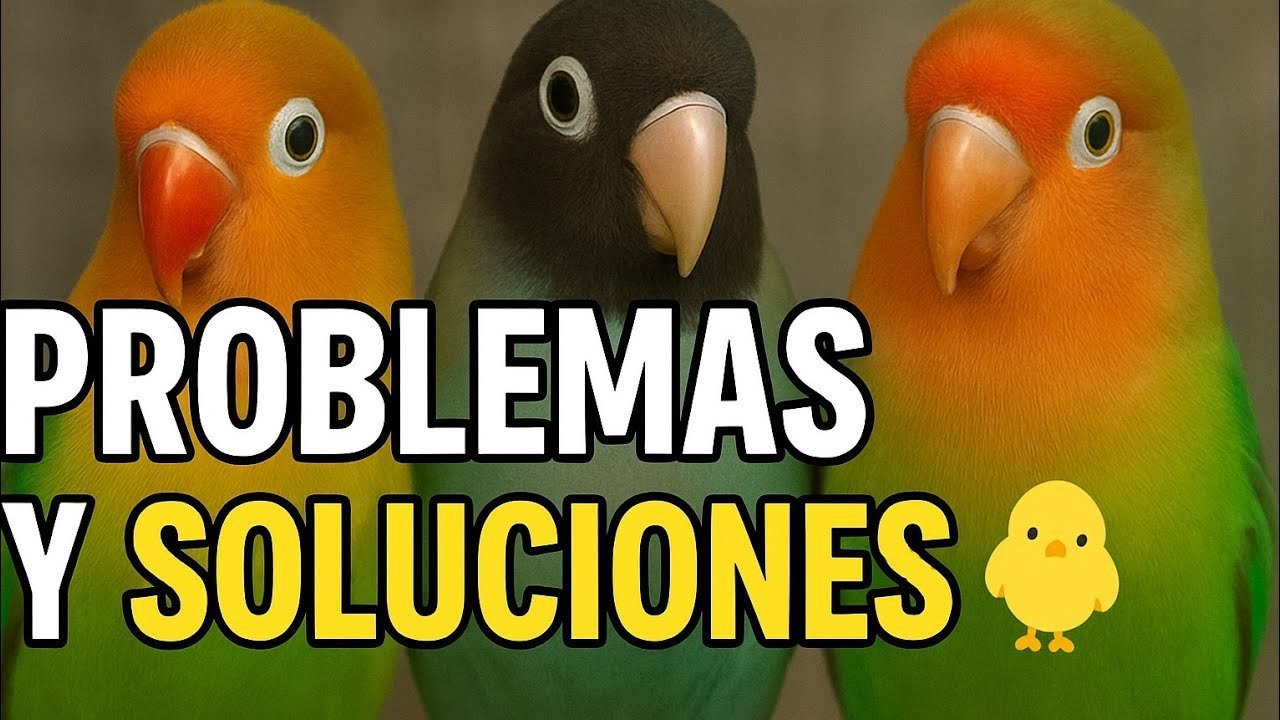 Miniatura del vídeo Errores en la cría de Agapornis