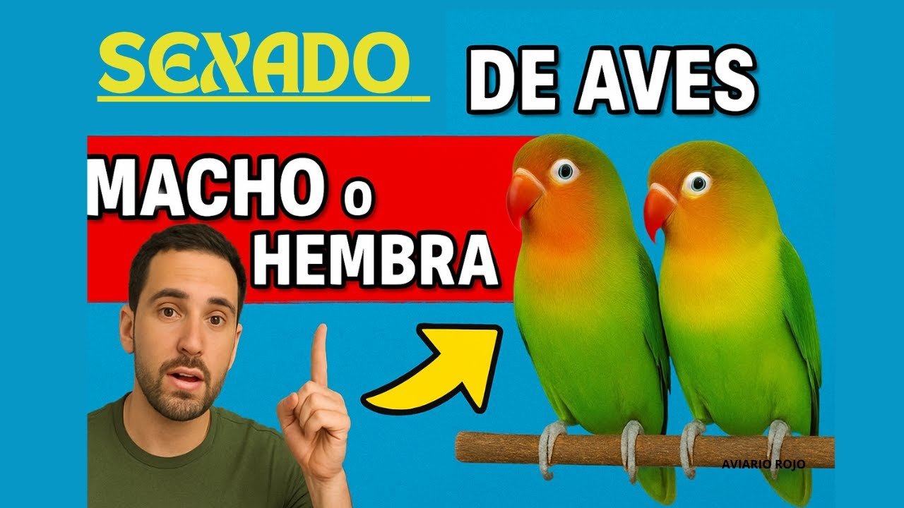 Miniatura del vídeo Cómo saber el sexo de un Agapornis