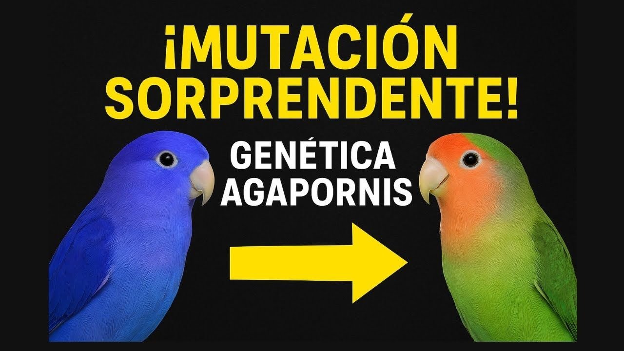 Miniatura del vídeo Genética básica para Agapornis
