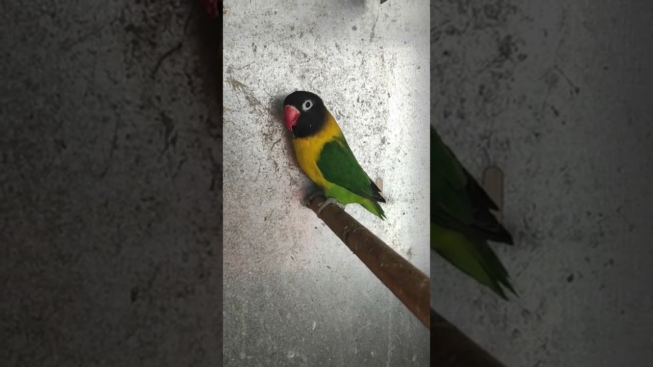 Miniatura del vídeo Personata verde ancestral