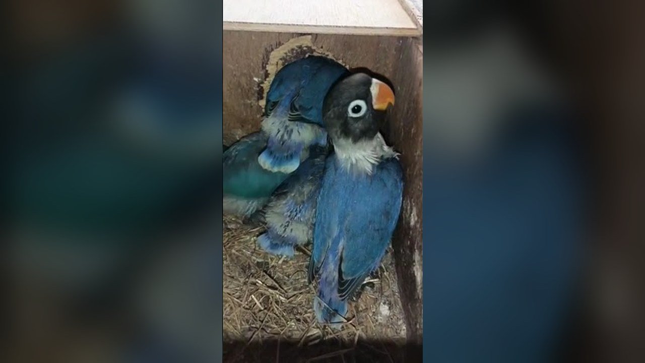 Miniatura del vídeo Pichones de Personata violetas