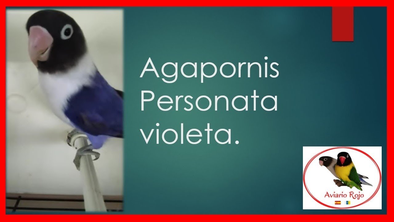 Miniatura del vídeo Agapornis Personata violeta