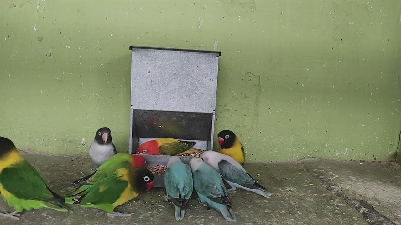 Miniatura del vídeo Reclamo de agapornis